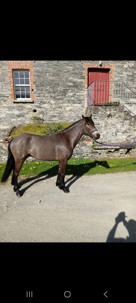 Pony - Image 1