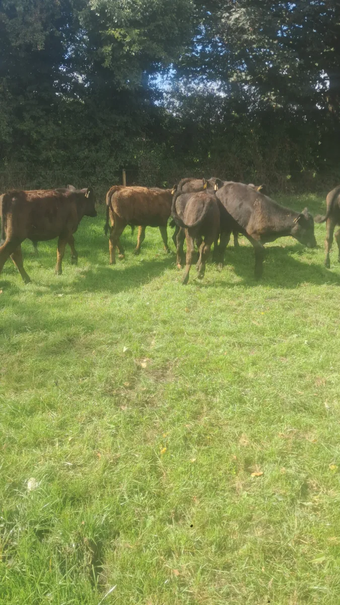 Angus bull weanlings - Image 1