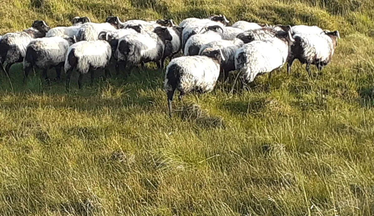 🔥 Mayo/Connemara Blackface Mountain Hoggets🔥 - Image 2