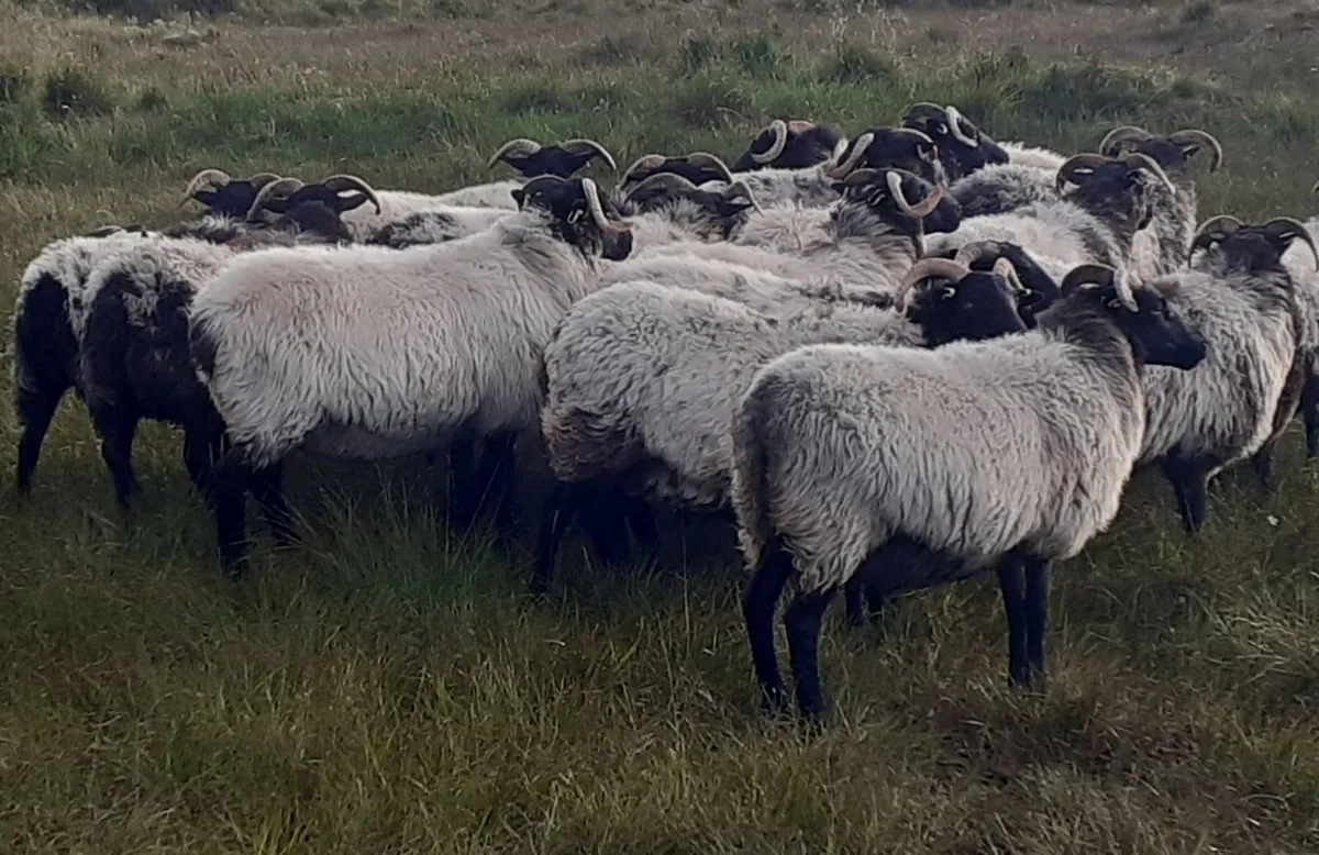 🔥 Mayo/Connemara Blackface Mountain Hoggets🔥 - Image 3