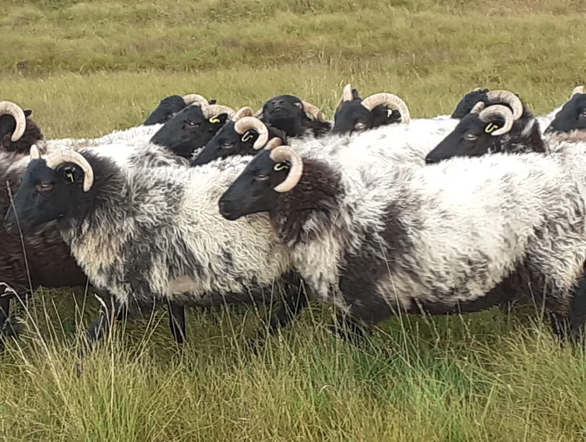 🔥 Mayo/Connemara Blackface Mountain Hoggets🔥 - Image 4
