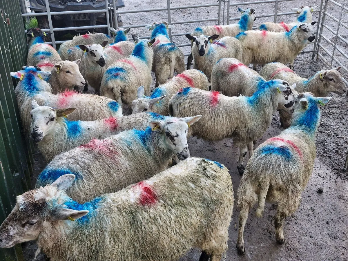 SPECKLED EWE LAMBS - Image 2