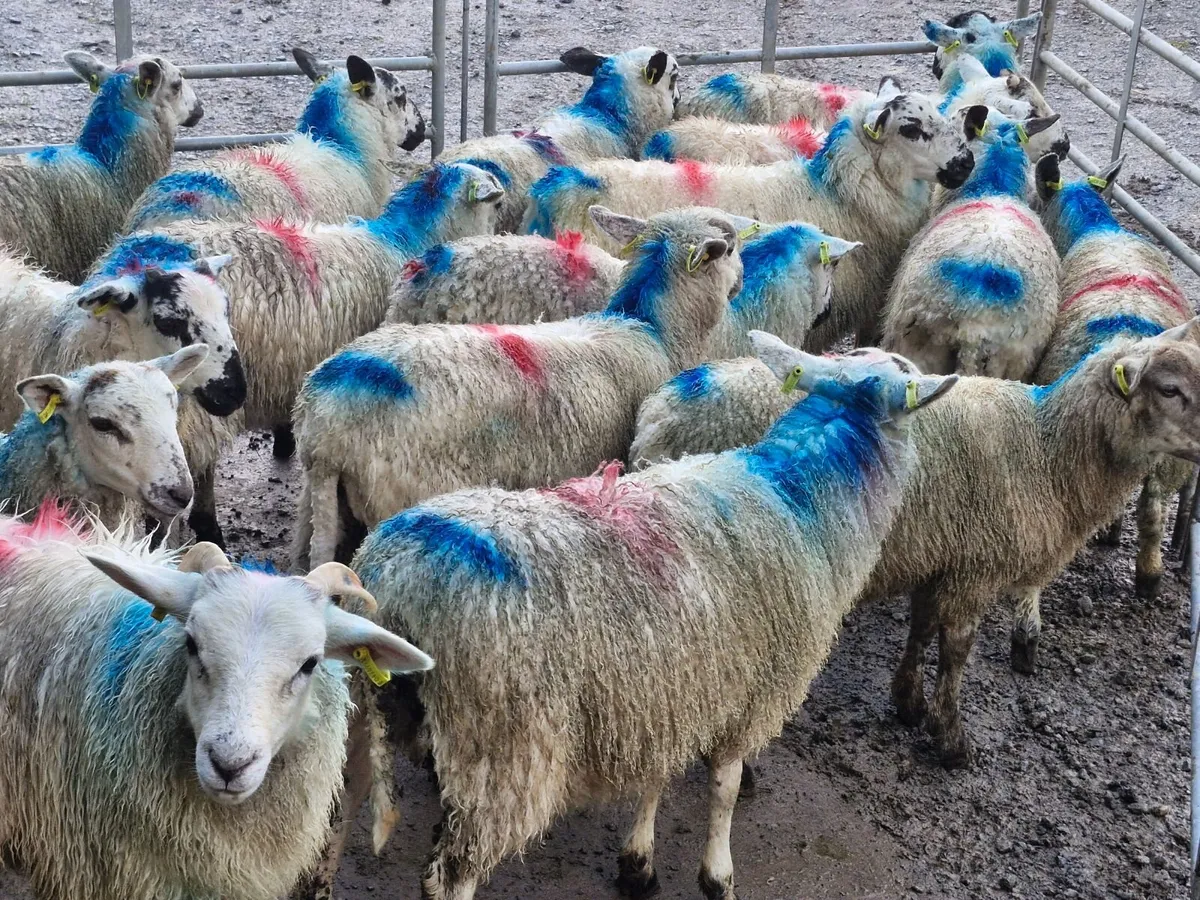 SPECKLED EWE LAMBS - Image 3