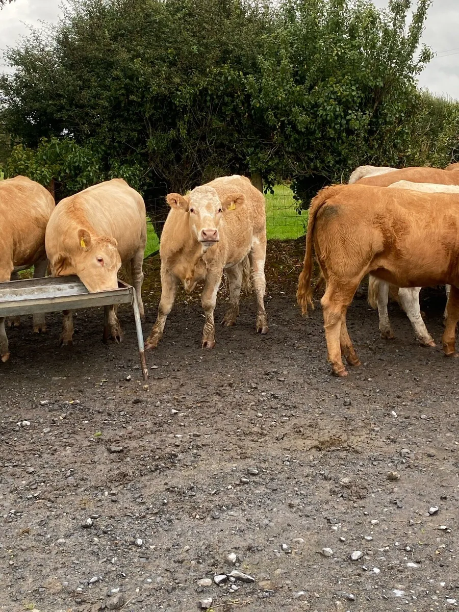 Beef cattle - Image 1