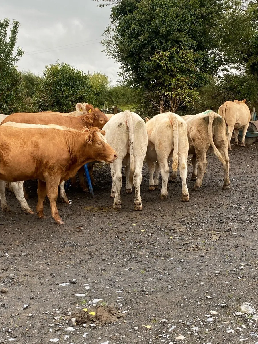 Beef cattle - Image 2