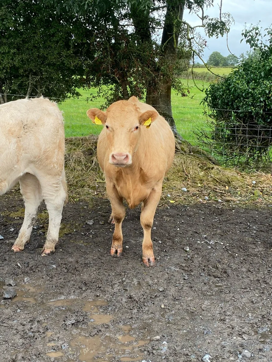 Beef cattle - Image 3
