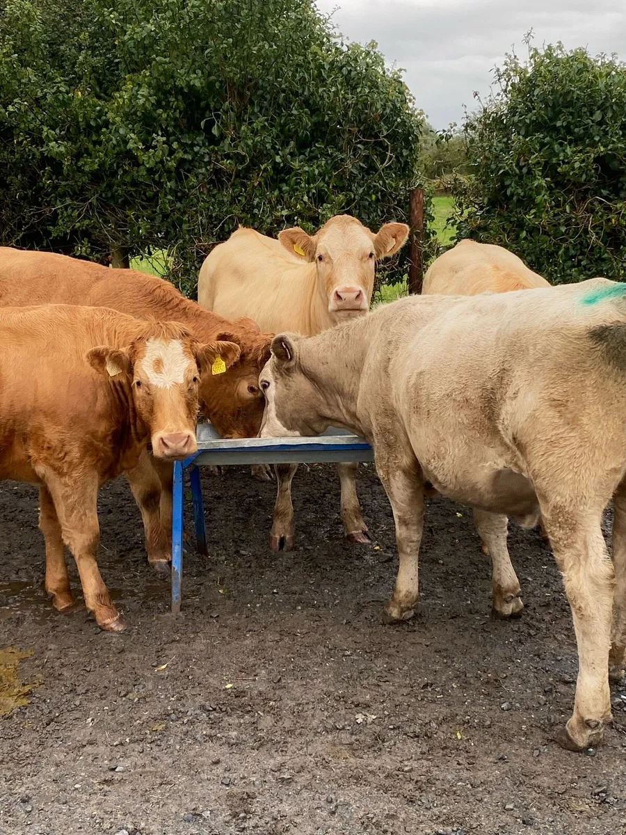 Beef cattle - Image 4