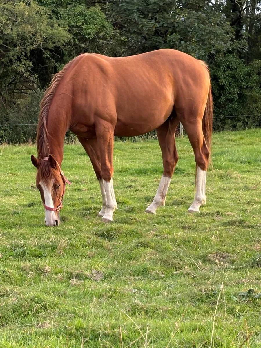 4 year old gelding - Image 2