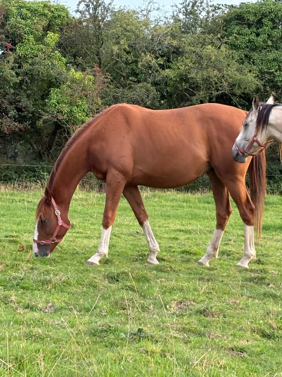4 year old gelding - Image 3