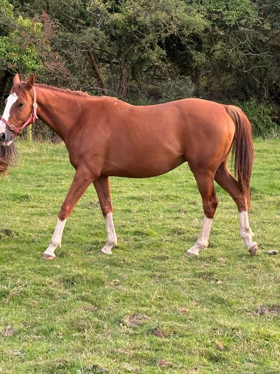4 year old gelding - Image 4