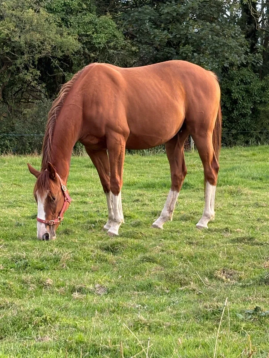 4 year old gelding - Image 1