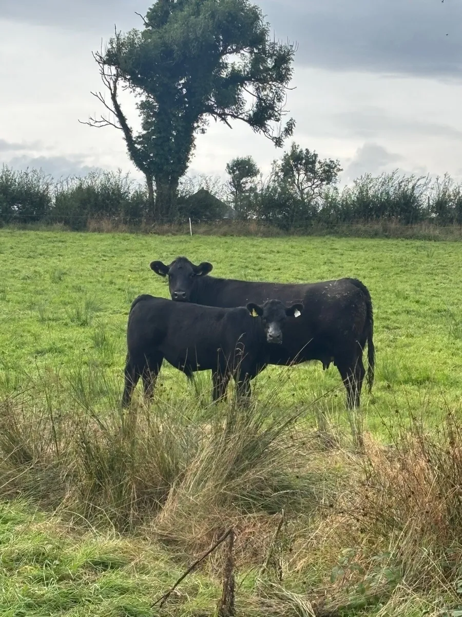 Pedigree Angus Cow with bull calf at foot - Image 1