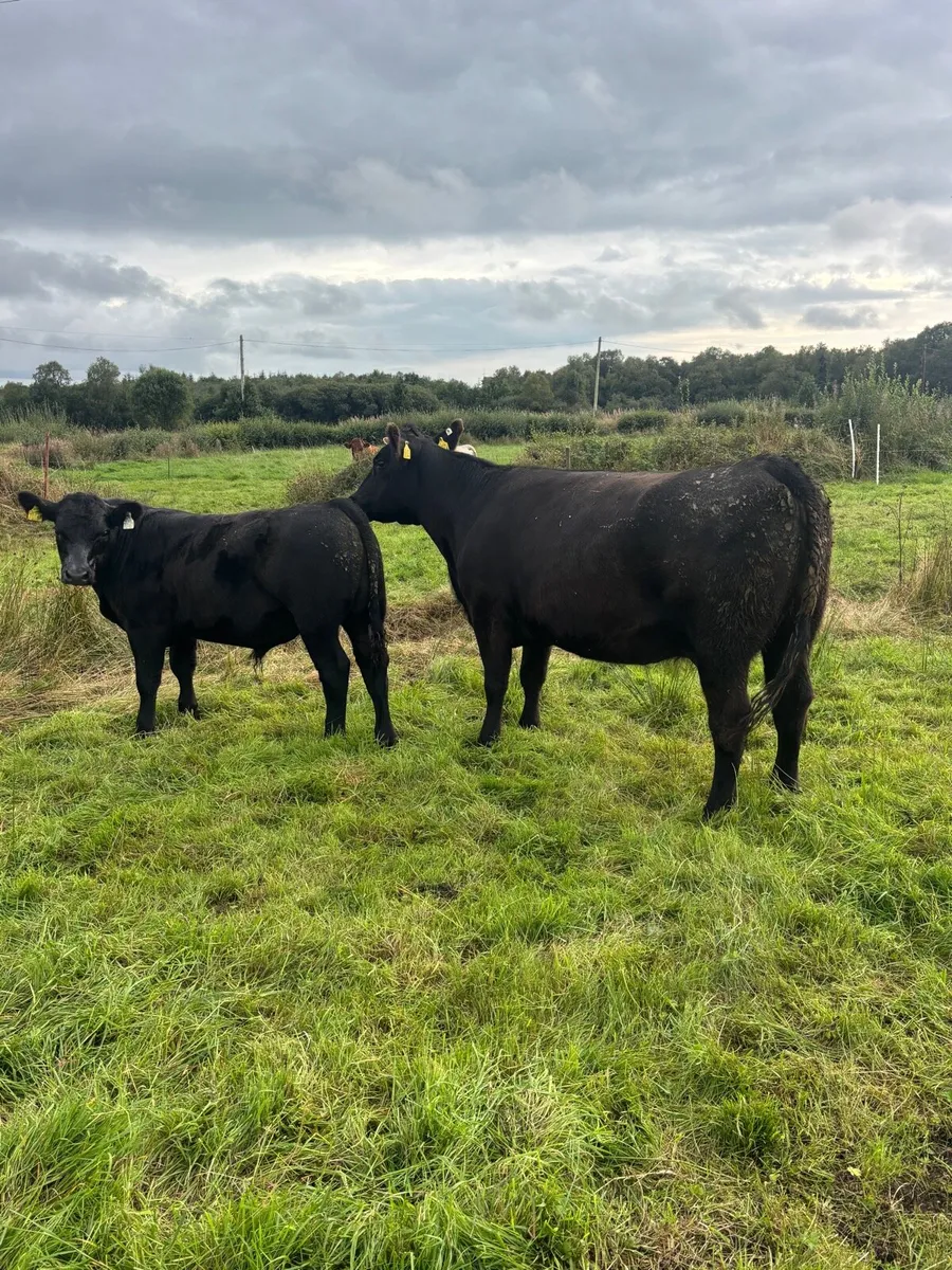 Pedigree Angus Cow with bull calf at foot - Image 3