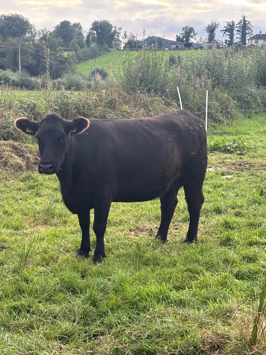 Pedigree Angus Cow with bull calf at foot - Image 4