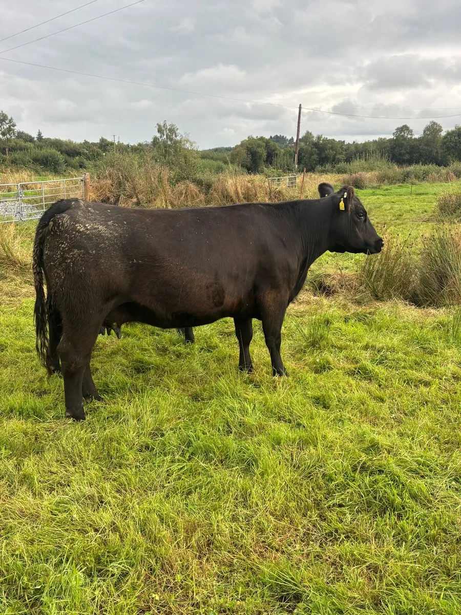 Pedigree Angus Cow with bull calf at foot - Image 2