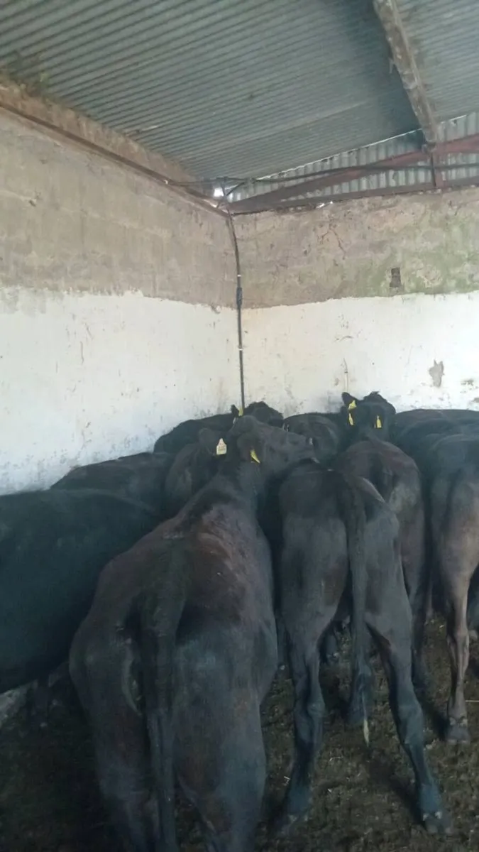15 smashing angus stores - Image 1