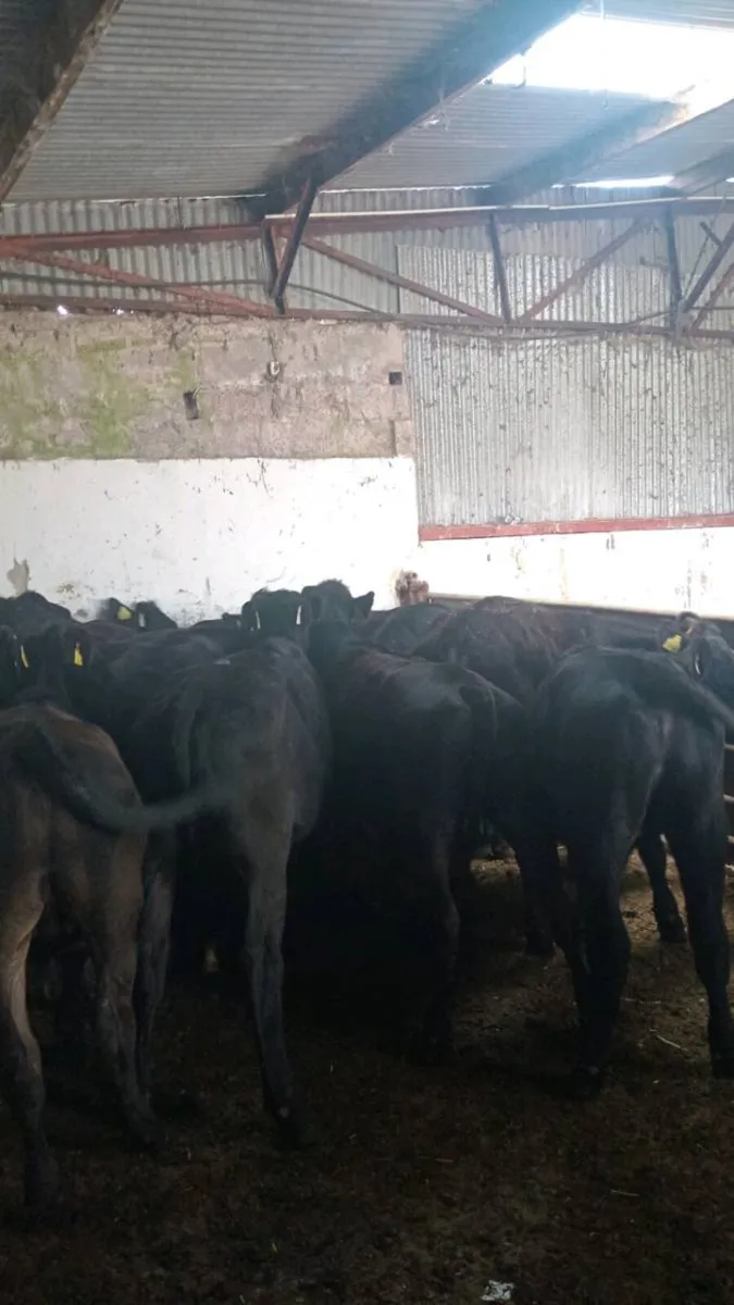 15 smashing angus stores - Image 2