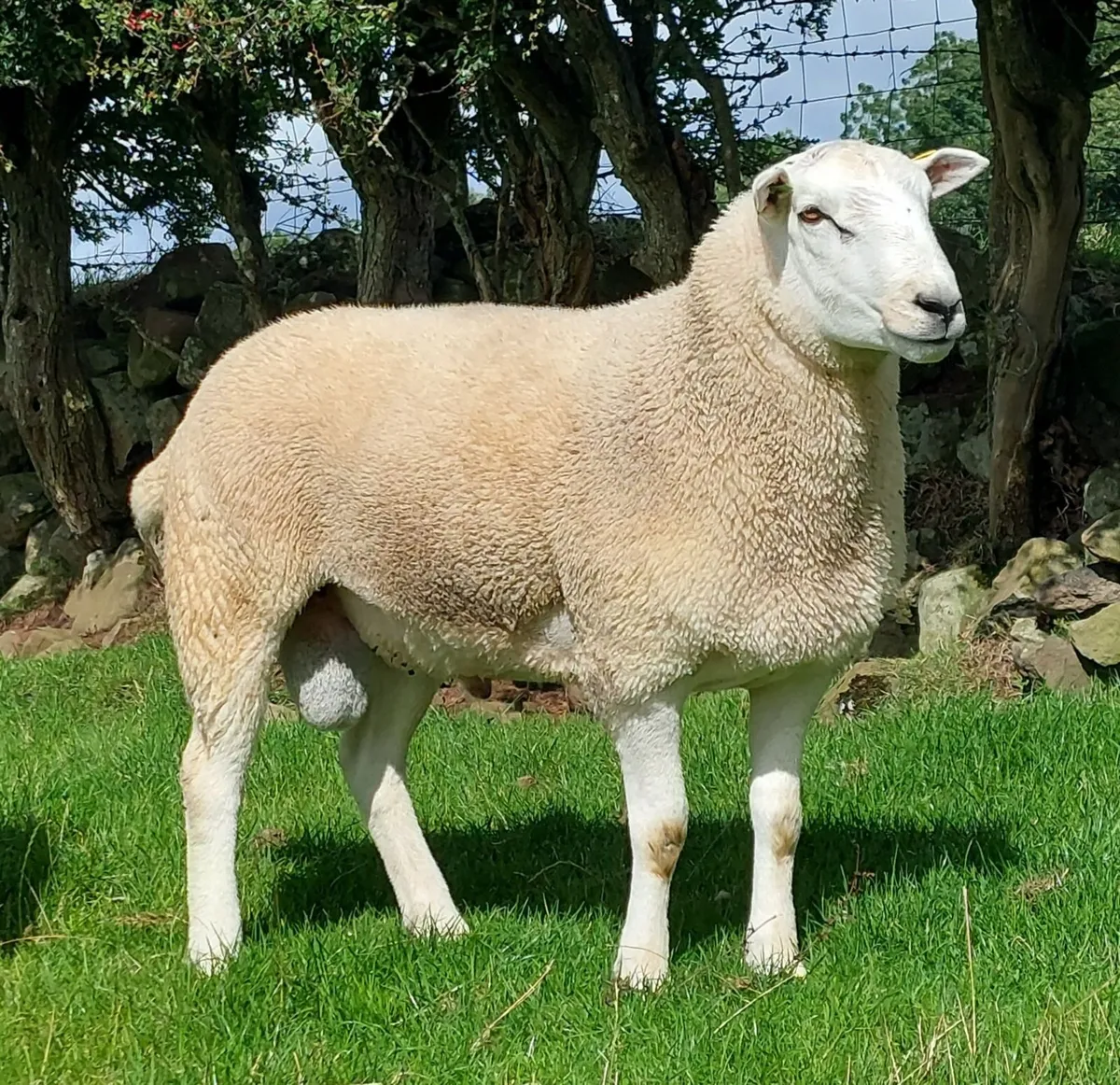 Lleyn Rams - Image 1