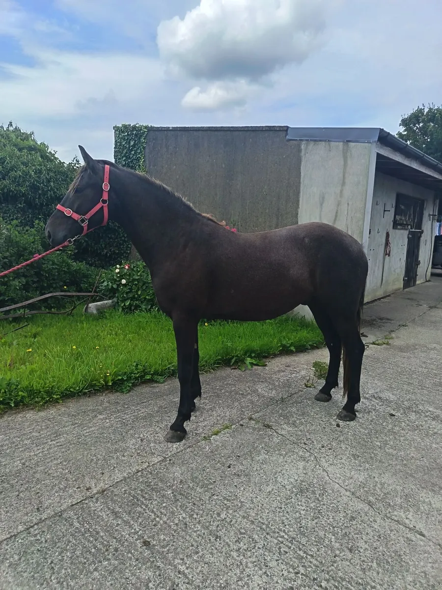 3yrs old Connemara Gelding - Image 1