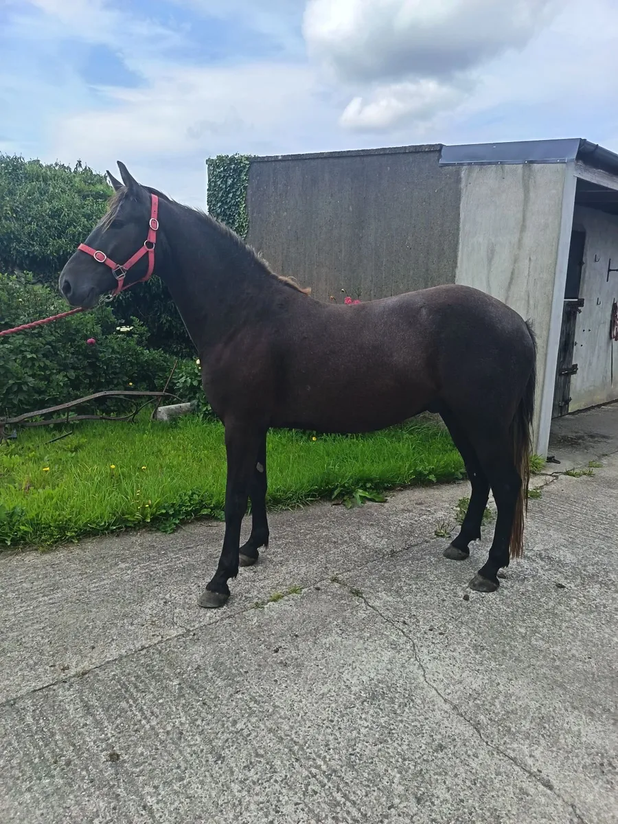 3yrs old Connemara Gelding - Image 2