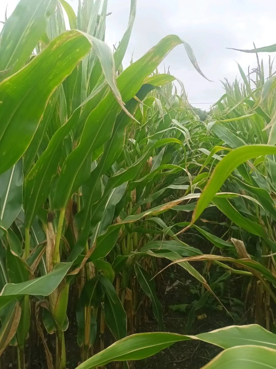 Maize - Image 1