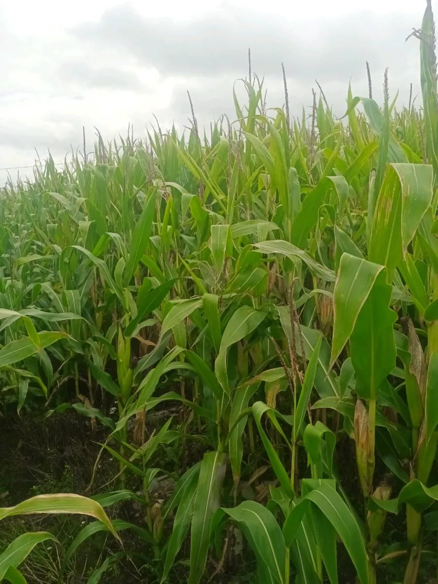 Maize - Image 2