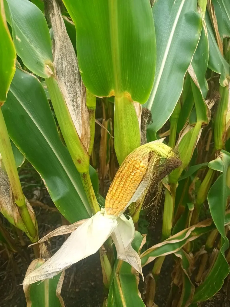 Maize - Image 3