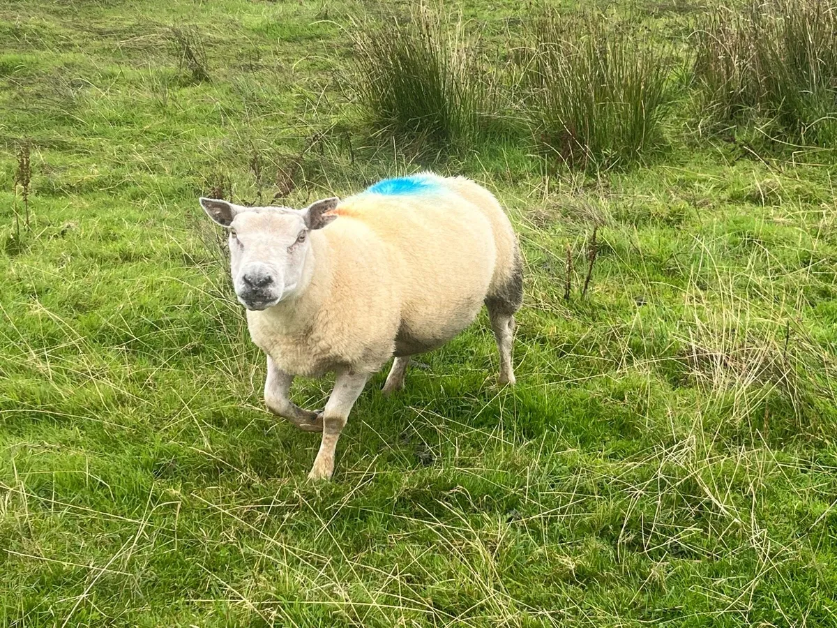 Rams & Hoggets for Sale - Image 2
