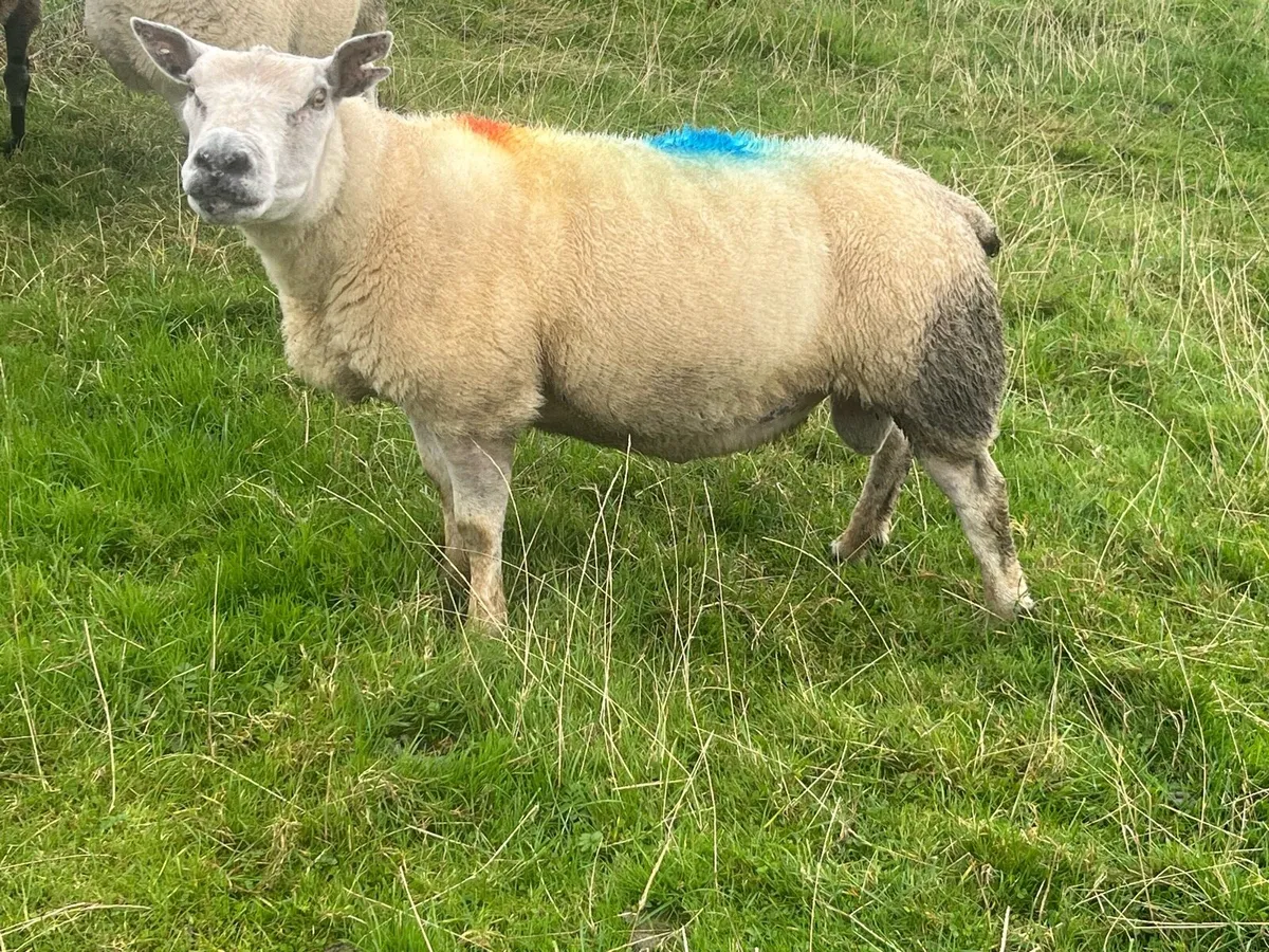 Rams & Hoggets for Sale - Image 1