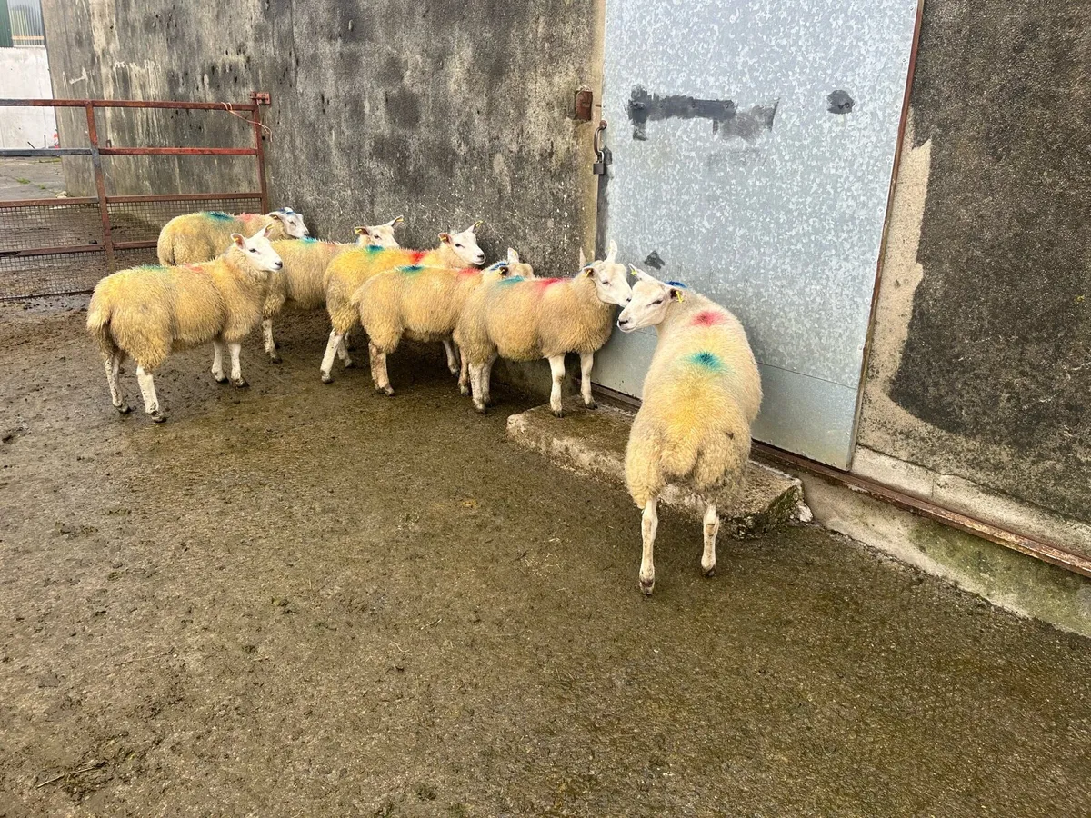 Rams & Hoggets for Sale - Image 4