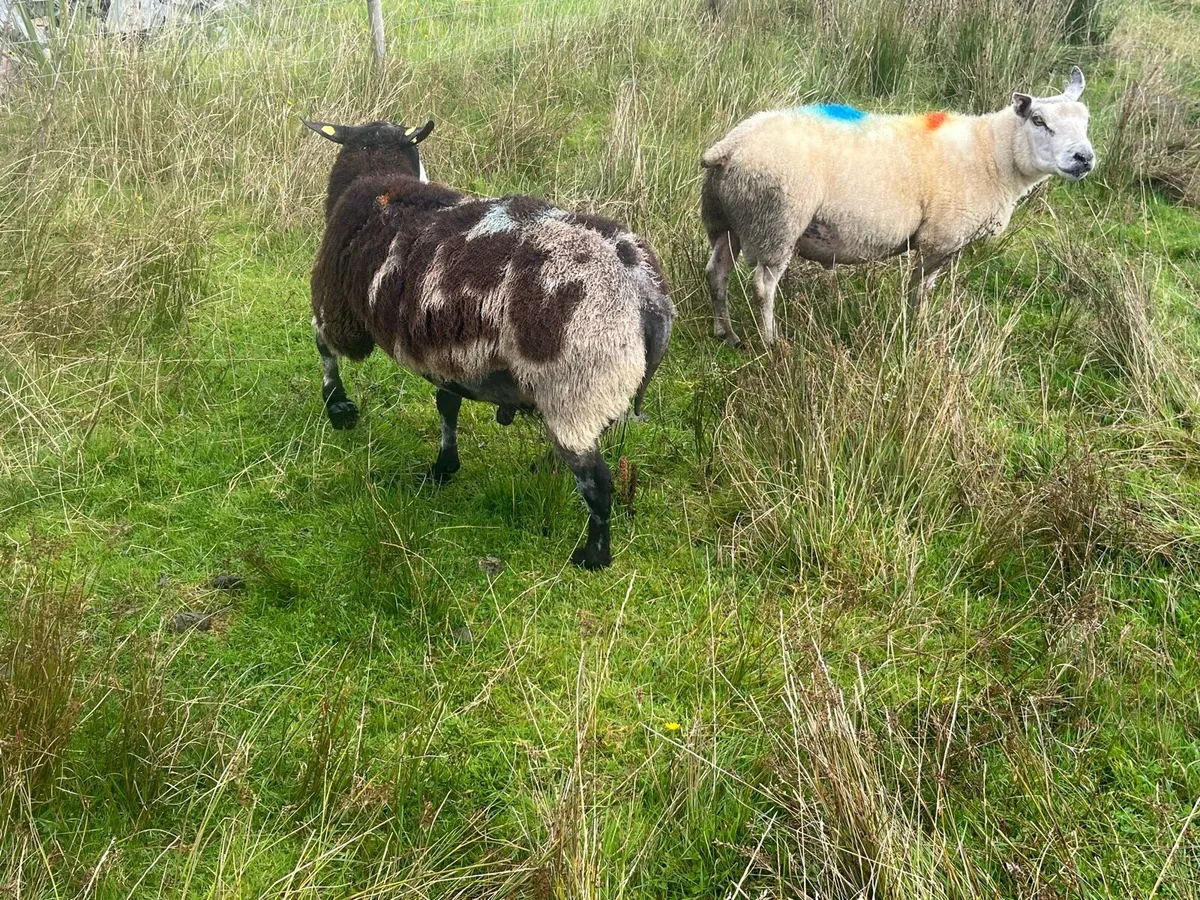 Rams & Hoggets for Sale - Image 3