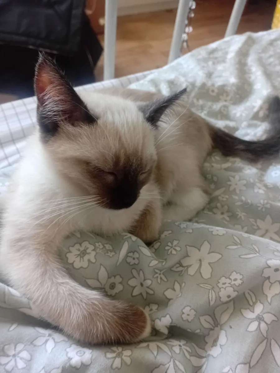 kittens - ON HOLD *********** - Image 3