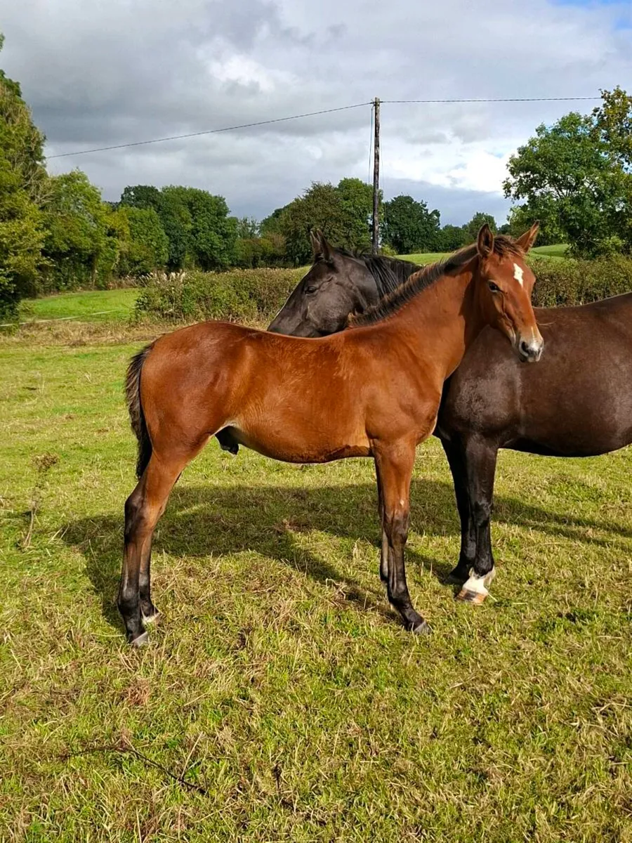 Irish draught/irish sport horse - Image 1