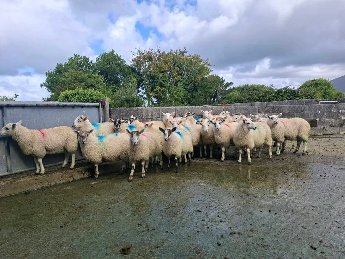 Ewe lambs for dingle mart this Saturday - Image 2