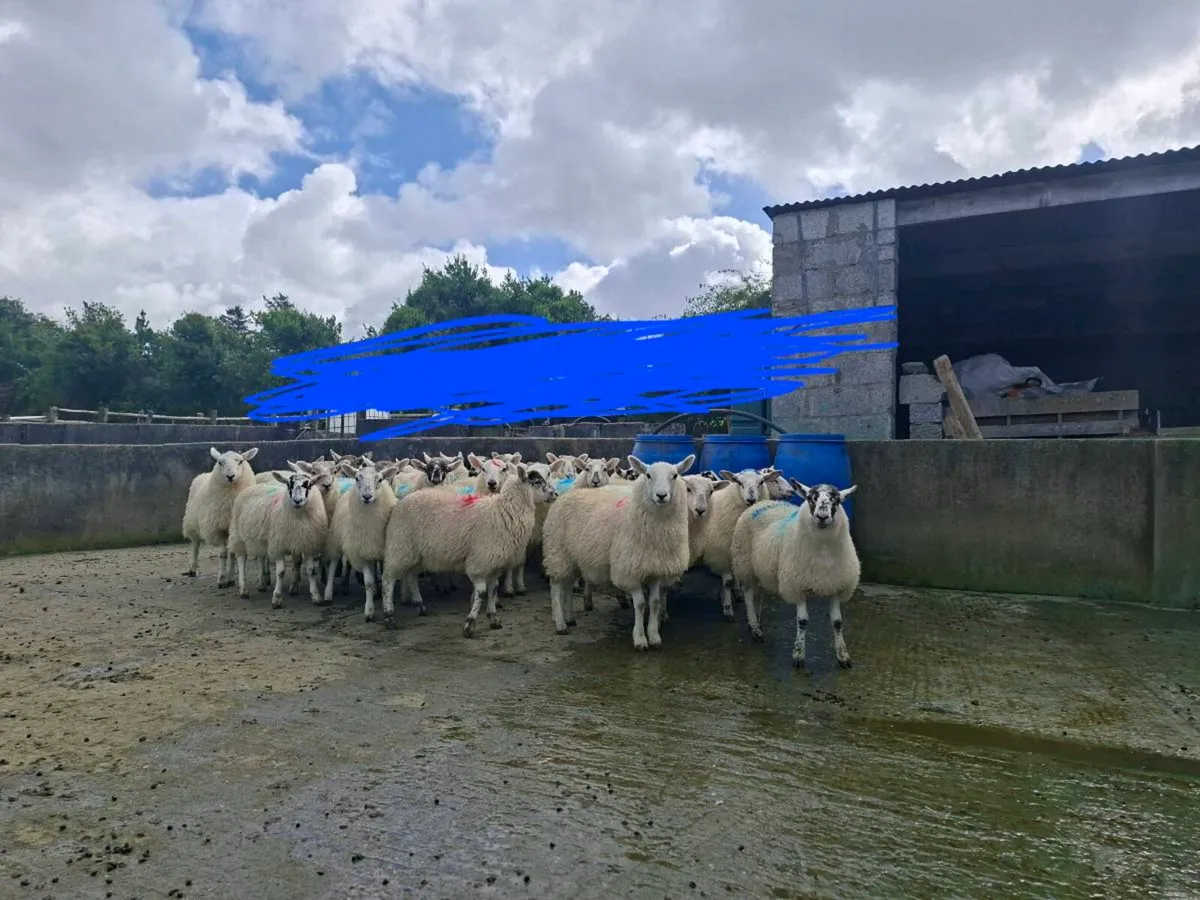 Ewe lambs for dingle mart this Saturday - Image 1