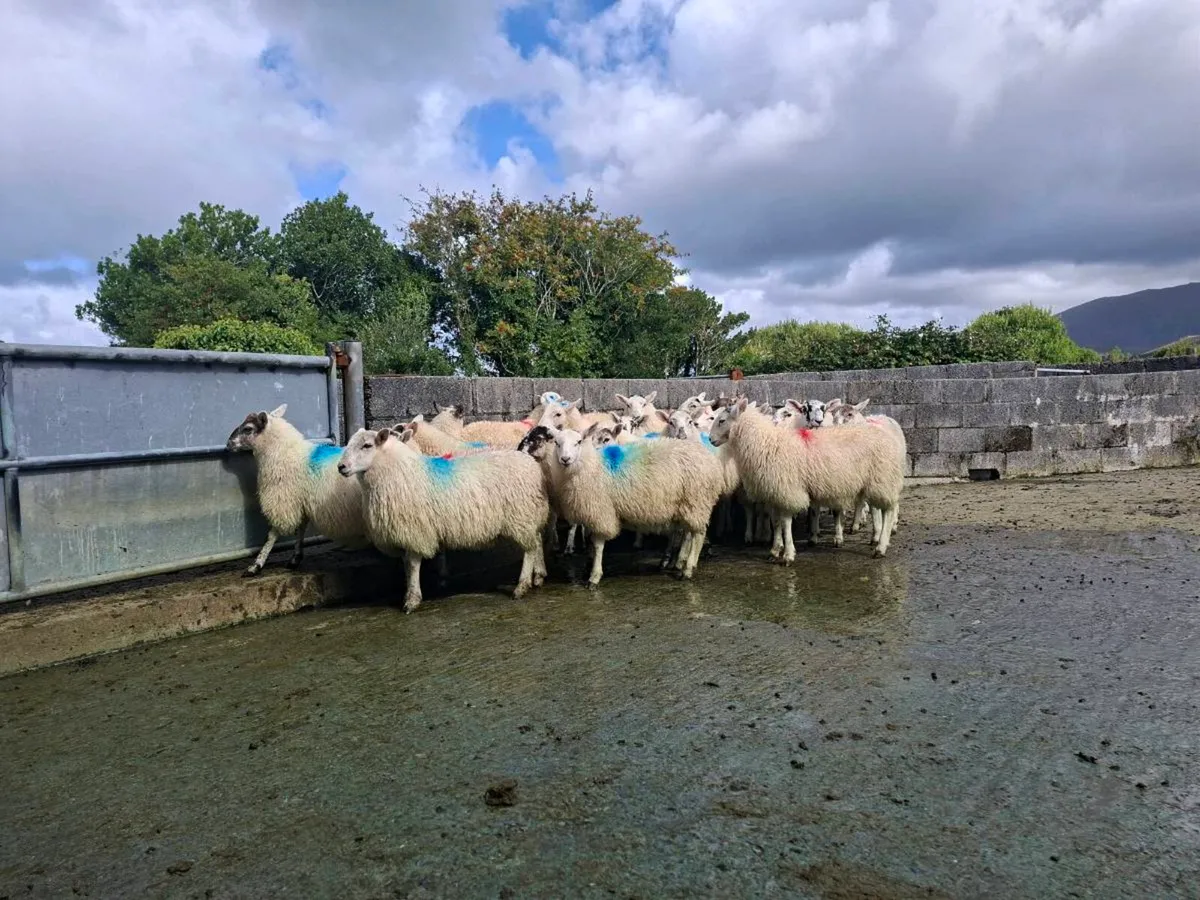 Ewe lambs for dingle mart this Saturday - Image 3