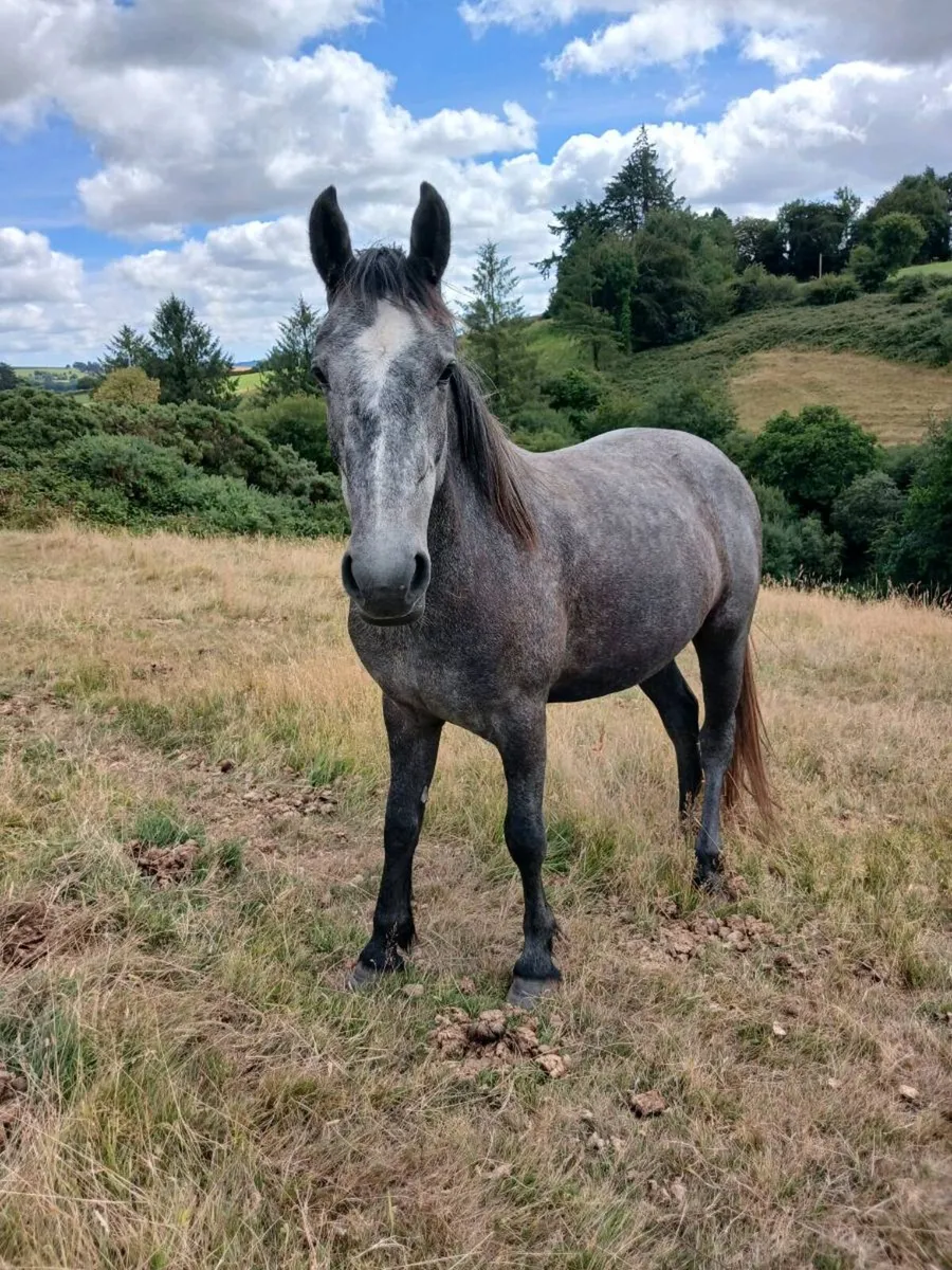 Filly for sale - Image 1