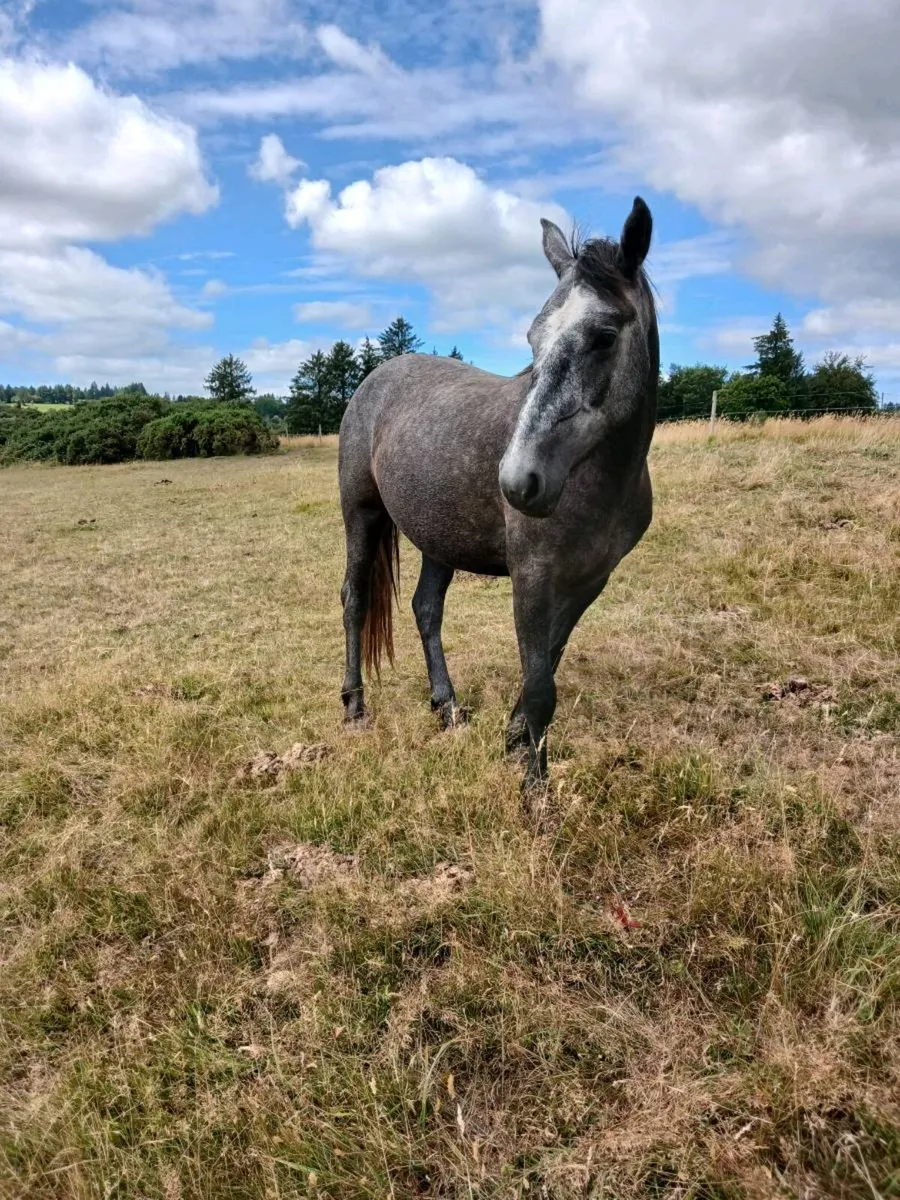 Filly for sale - Image 2