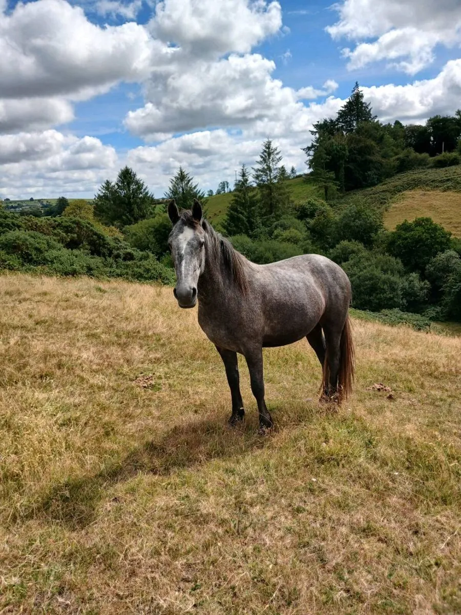 Filly for sale - Image 3