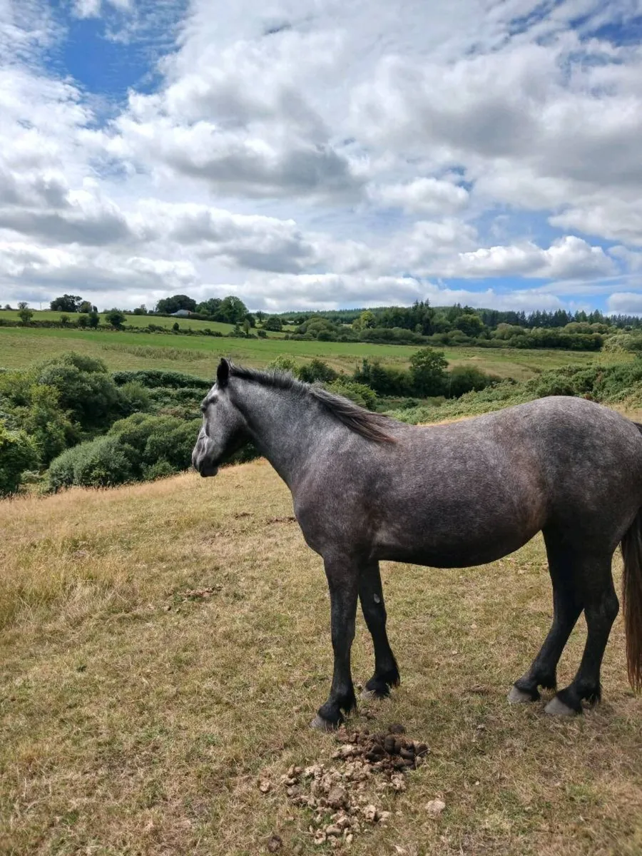 Filly for sale - Image 4