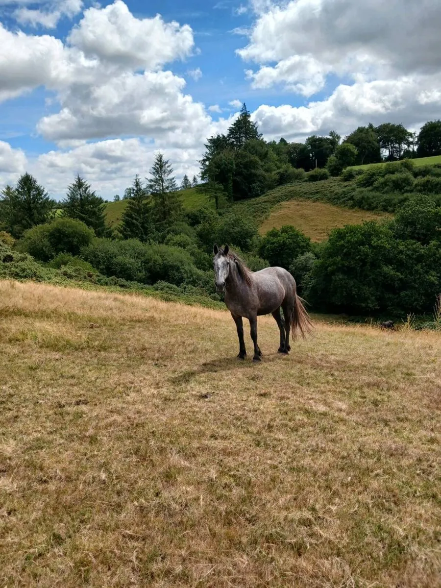 Filly for sale - Image 3