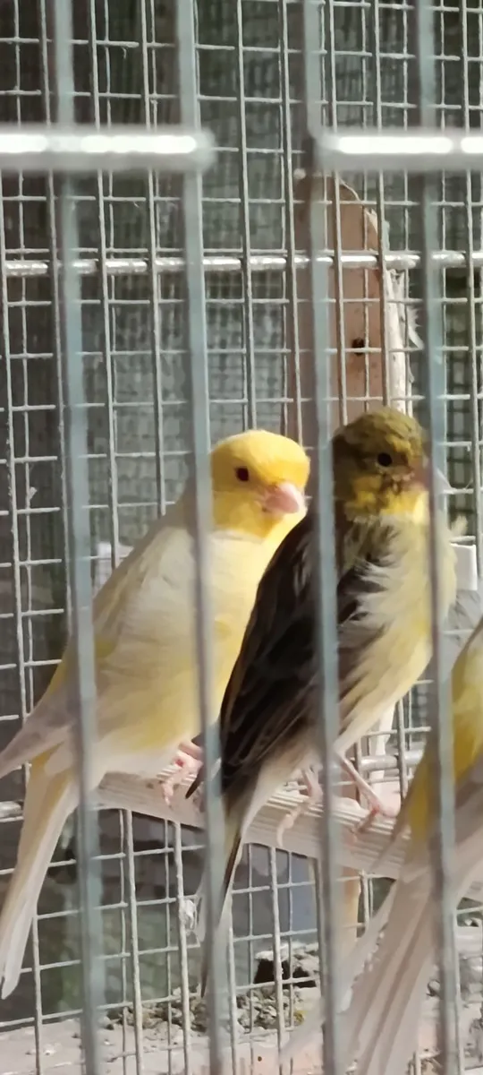 Canary  and zebra finch - Image 1