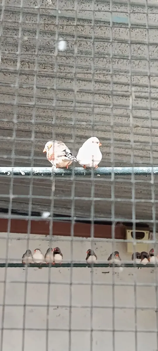 Canary  and zebra finch - Image 2