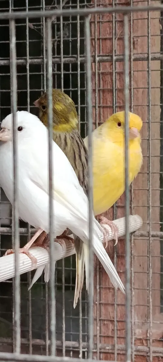 Canary  and zebra finch - Image 4