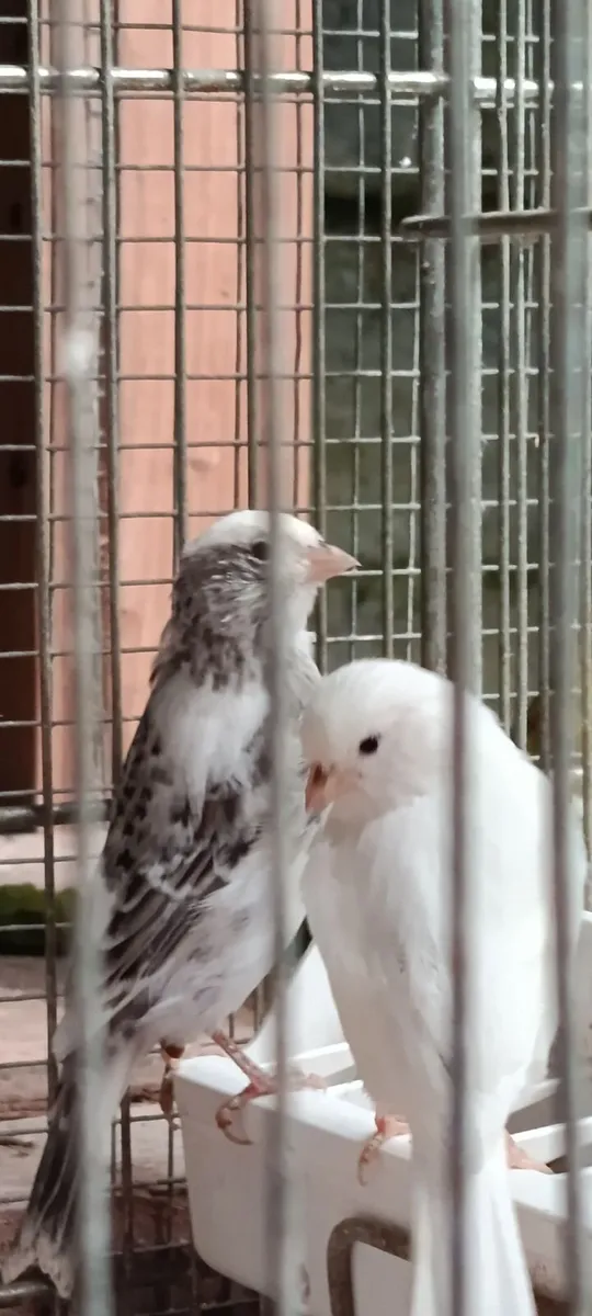 Canary  and zebra finch - Image 3