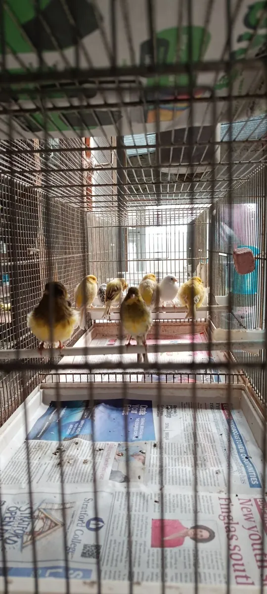 Canary  and zebra finch - Image 4