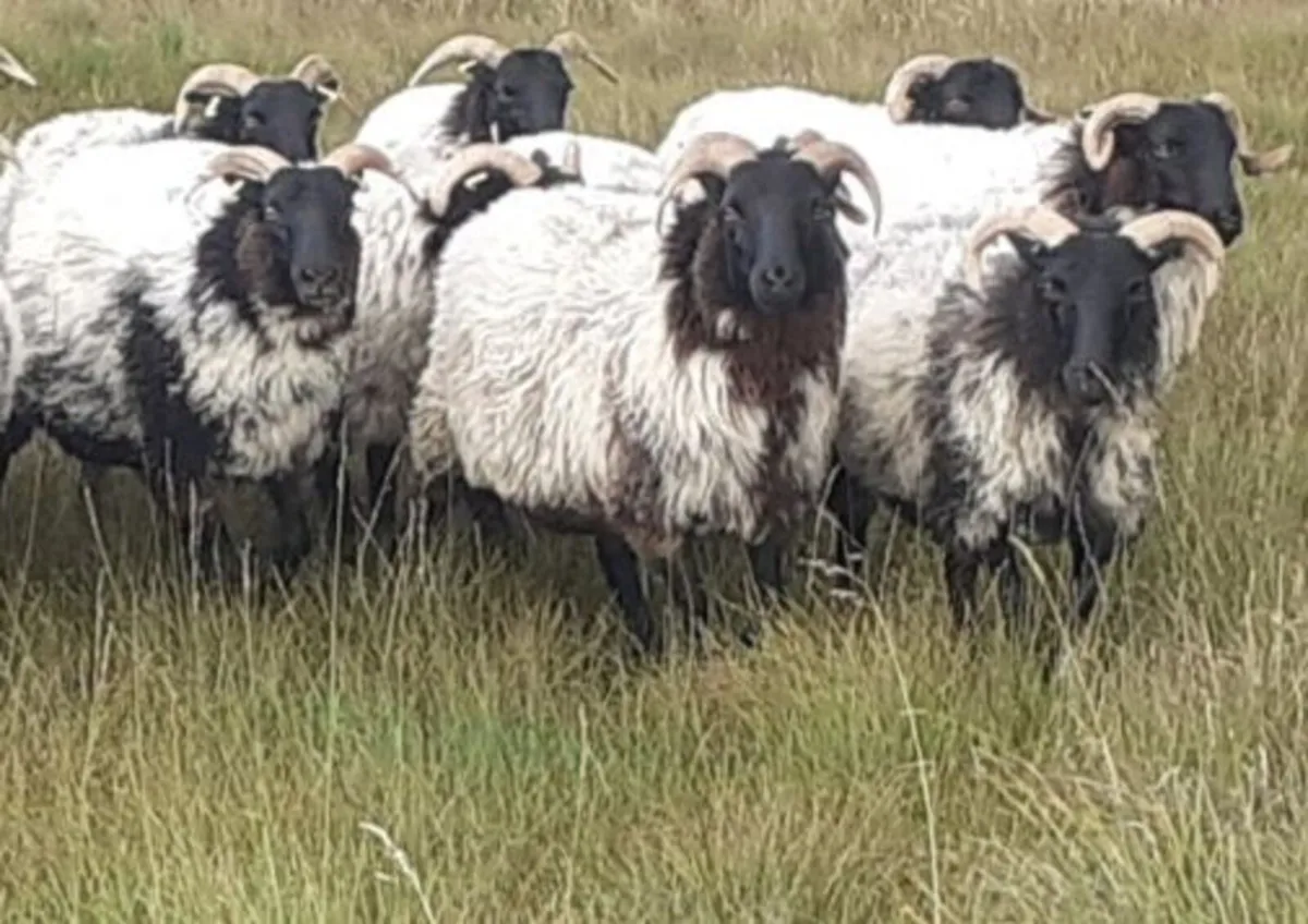 🔥 Mayo/Connemara Blackface Mountain Hoggets🔥 - Image 1