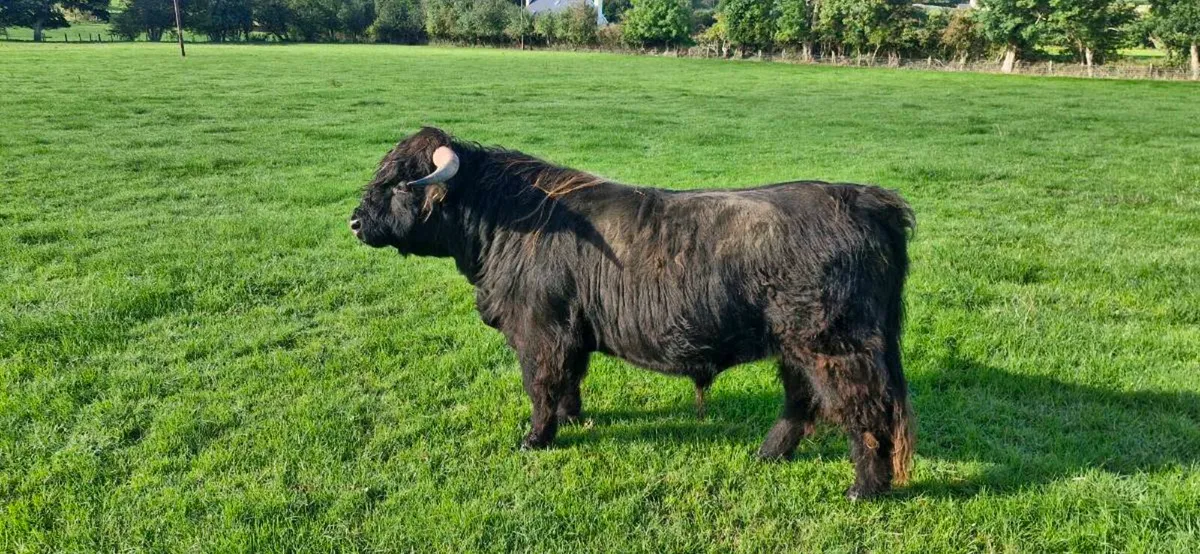 Highland PB Bulls - Image 1