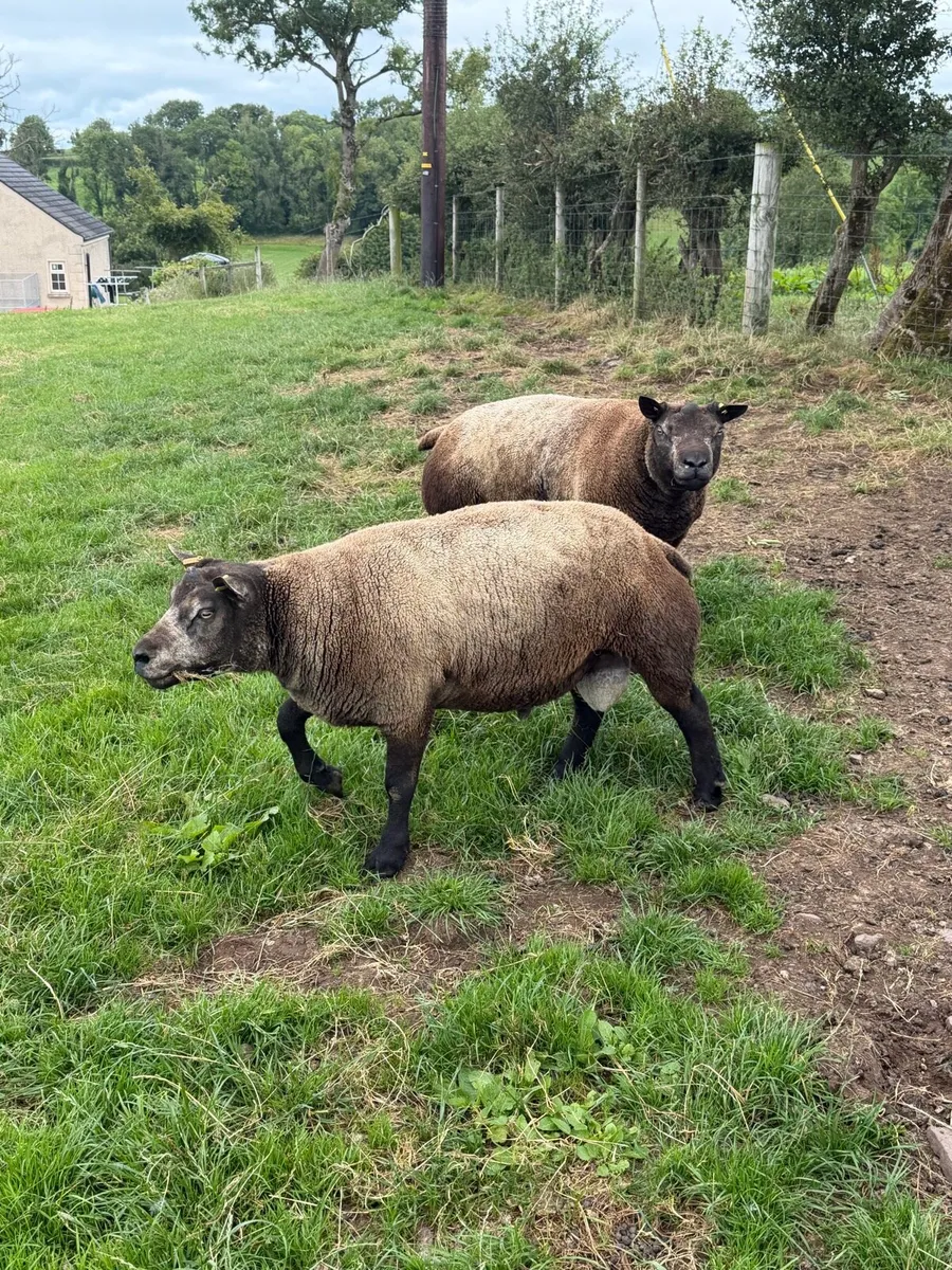 Blue Texel rams - Image 1