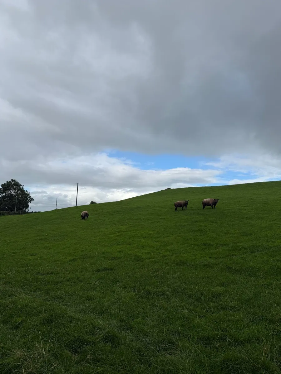 Blue Texel rams - Image 2